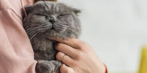 Estas son las 5 cosas que los gatos hacen solo por cariño (y no lo sabías)