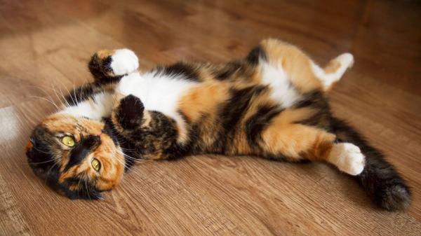 Estas son las 5 cosas que los gatos hacen solo por cariño (y no lo sabías) - Que tu gato te enseñe la barriga indica que confía plenamente en ti