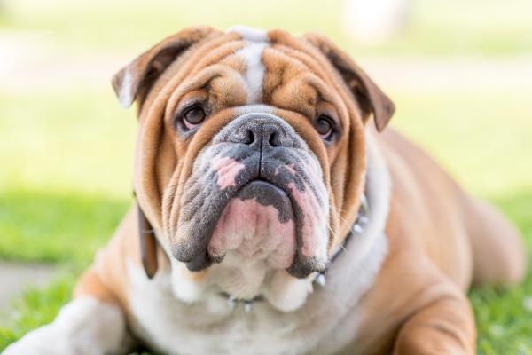 Razas de perros bulldog - 1. Bulldog inglés