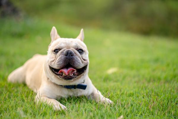 Razas de perros bulldog - 2. Bulldog francés