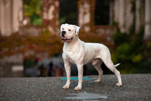 Razas de perros bulldog - 3. Bulldog americano