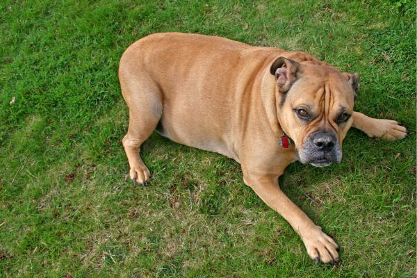 Razas de perros bulldog - 4. Olde english bulldogge