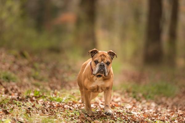 Razas de perros bulldog - 5. Bulldog continental