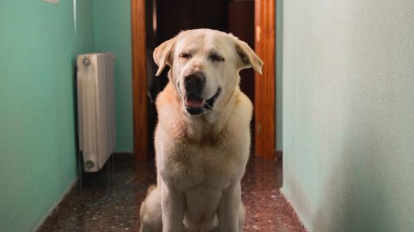 Juan Manuel Liquindoli, educado canino: “Tu perro ‘habla’ cuando ladra y esto es lo que intenta decirte” - El ladrido de excitación: pura activación emocional