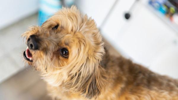Juan Manuel Liquindoli, educado canino: “Tu perro ‘habla’ cuando ladra y esto es lo que intenta decirte” - El ladrido es la herramienta de comunicación de tu perro, no un problema