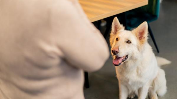 Juan Manuel Liquindoli, educado canino: “Tu perro ‘habla’ cuando ladra y esto es lo que intenta decirte” - El ladrido para llamar la atención: cuando necesita tu ayuda o quiere algo