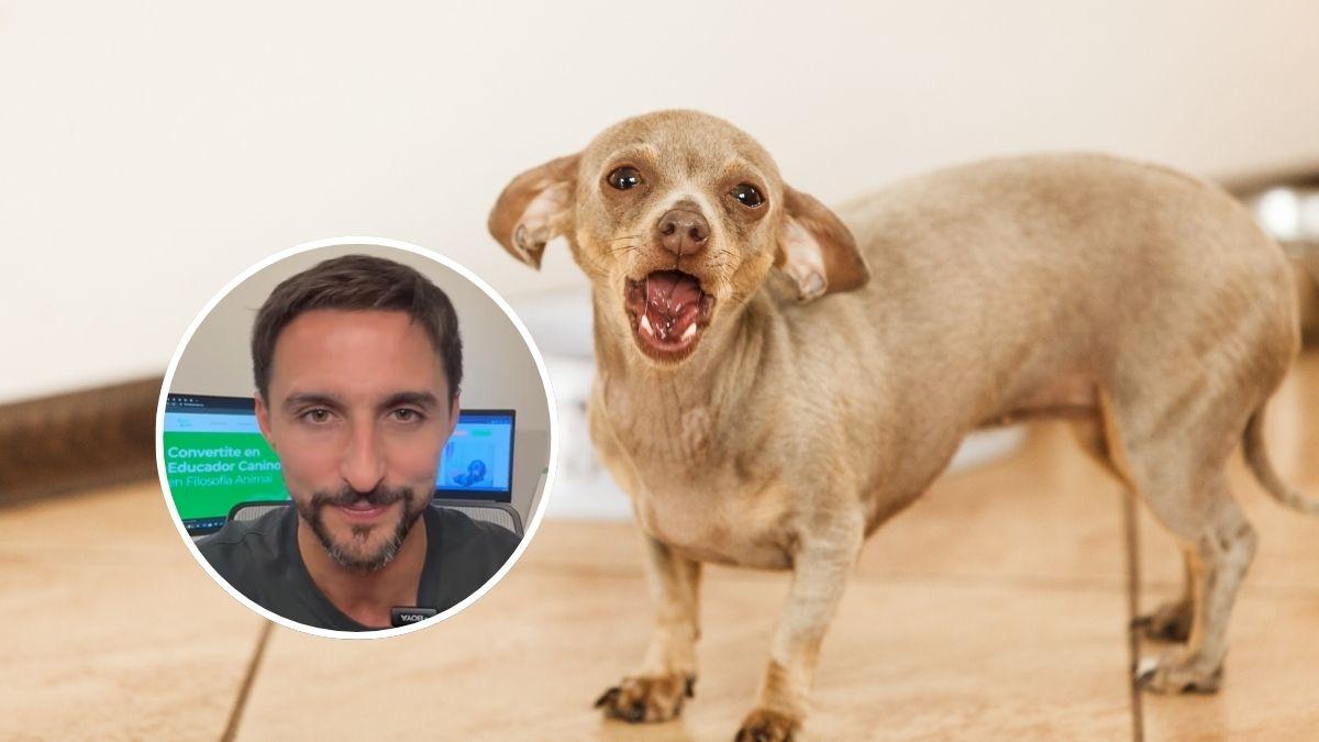Juan Manuel Liquindoli, educador canino: “Tu perro ‘habla’ cuando ladra y esto es lo que intenta decirte”