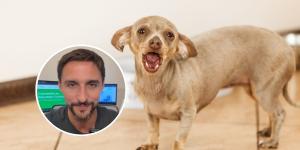 Juan Manuel Liquindoli, educador canino: “Tu perro ‘habla’ cuando ladra y esto es lo que intenta decirte”