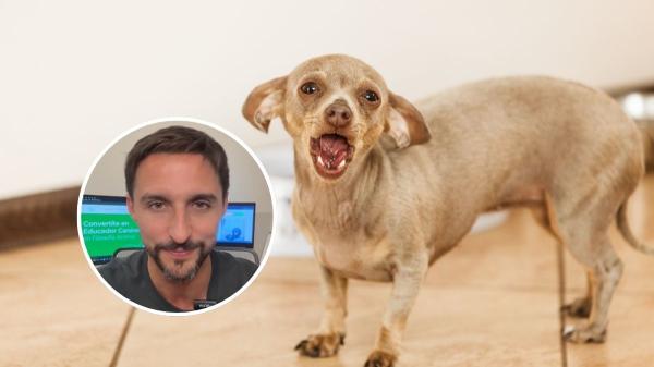 Juan Manuel Liquindoli, educador canino: “Tu perro ‘habla’ cuando ladra y esto es lo que intenta decirte”