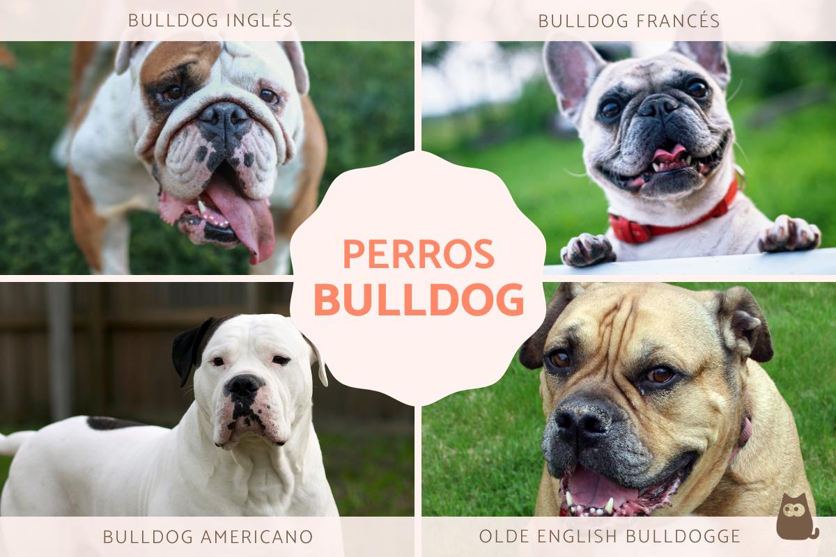 Razas de perros bulldog