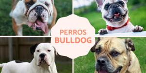 Razas de perros bulldog