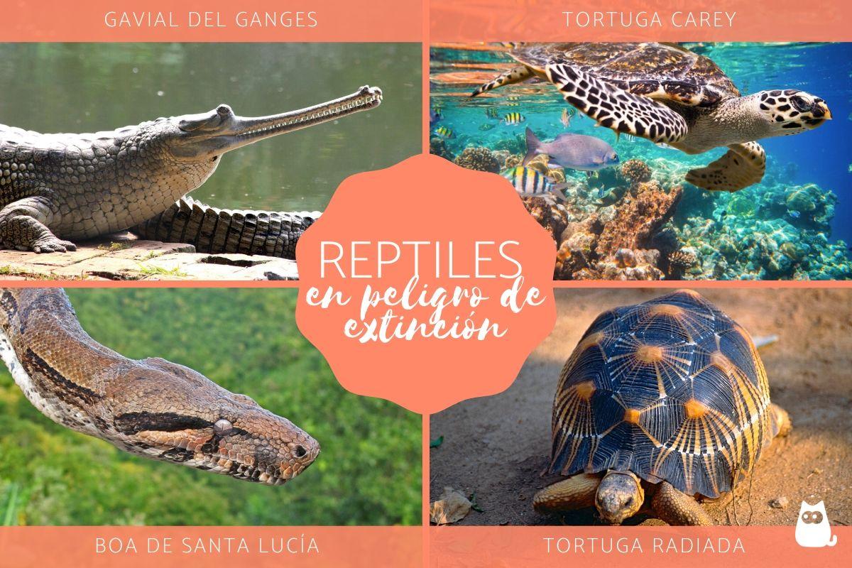 Reptiles en mayor peligro de extinción del mundo
