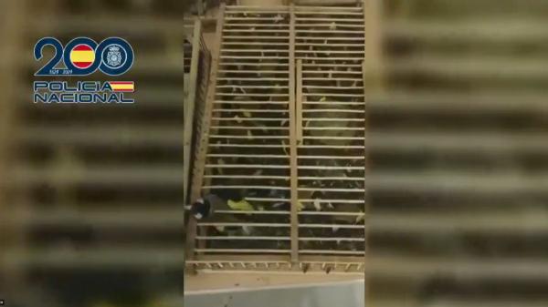 Llevaban 400 jilgueros hacinados en un coche para venderlos en Francia: la Policía Nacional desmantela el intento de tráfico ilegal - 12 jaulas y 400 jilgueros: así es el preocupante estado en el que fueron rescatados