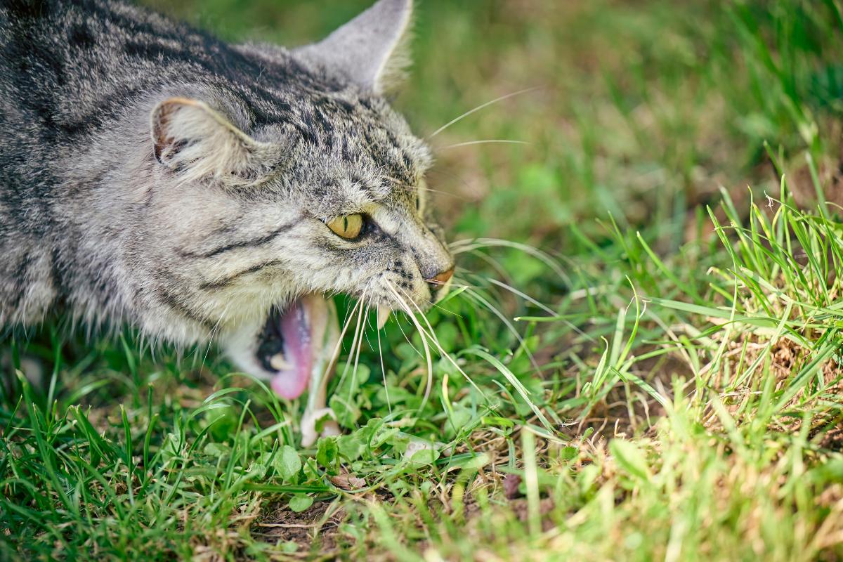 Mi gato vomita líquido transparente: causas y soluciones