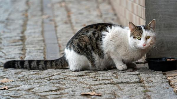 Transforman contenedores de vidrio en refugios para gatos callejeros: el nuevo hogar de las colonias felinas en Aranjuez - Los expertos respaldan estos refugios para gestionar las colonias felinas