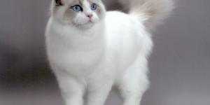 Razas de gatos blancos