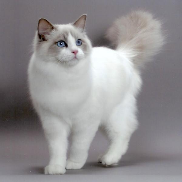 gato blanco esponjoso con ojos azules