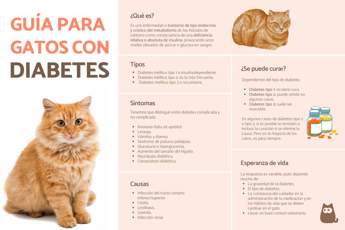 Diabetes en gatos: síntomas, diagnóstico y tratamiento
