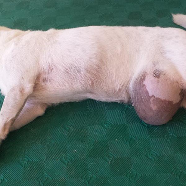 como saber si tu perro tiene una hernia