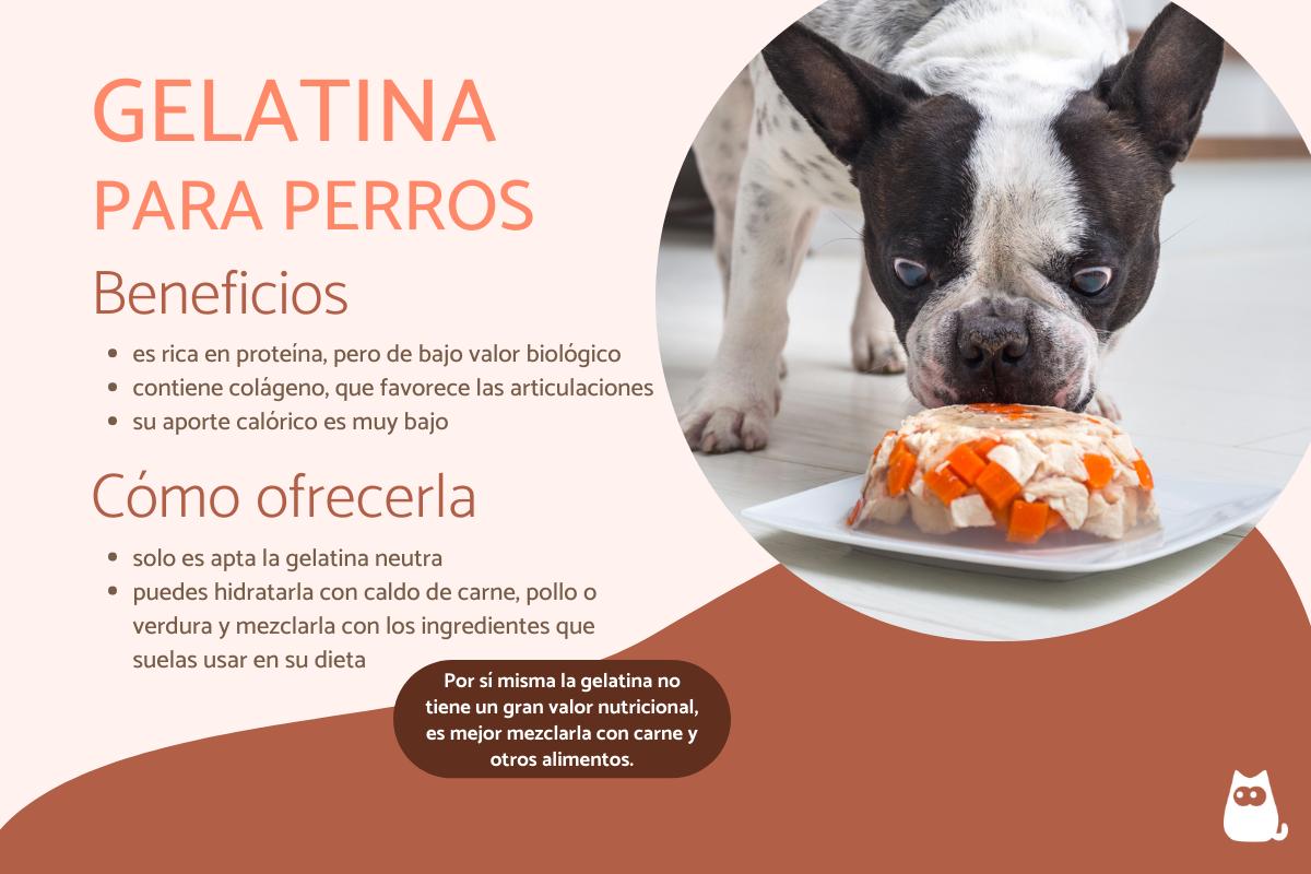 ¿Los perros pueden comer gelatina?
