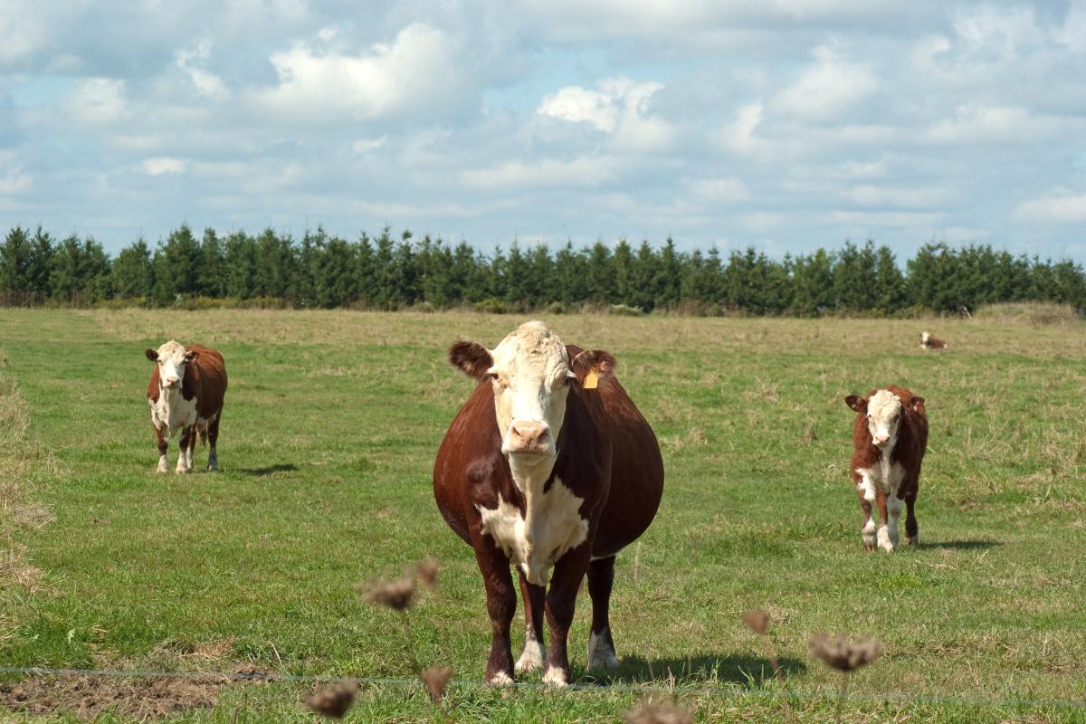 ¿Cómo saber si una vaca está preñada?