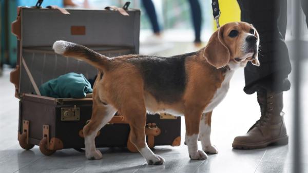 María Vetican, veterinaria: “Los perros no deben sedarse para viajar en la bodega de un avión” - La sedación puede aumentar el riesgo de lesiones y ocultar problemas de salud