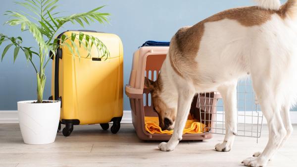 María Vetican, veterinaria: “Los perros no deben sedarse para viajar en la bodega de un avión” - Los sedantes dificultan que el perro regule su temperatura corporal