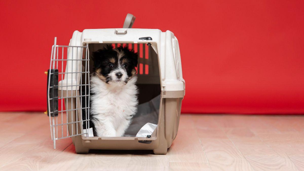 María Vetican, veterinaria: “Los perros no deben sedarse para viajar en la bodega de un avión”