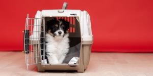 María Vetican, veterinaria: “Los perros no deben sedarse para viajar en la bodega de un avión”