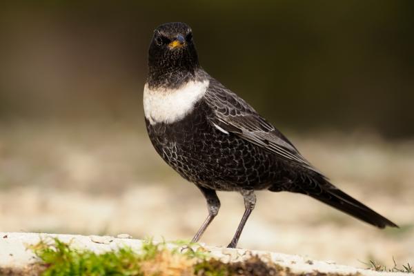 Tipos de mirlos - Mirlo capiblanco (Turdus torquatus)