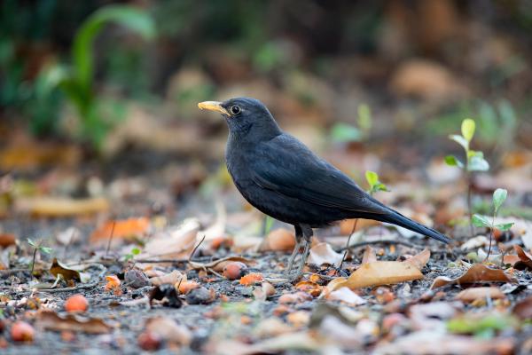 Tipos de mirlos - Mirlo chino (Turdus mandarinus)