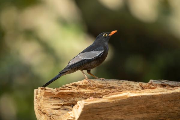 Tipos de mirlos - Mirlo de alas grises (Turdus boulboul)