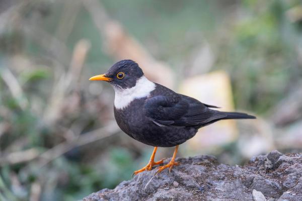 Tipos de mirlos - Mirlo de cuello blanco (Turdus albocinctus)