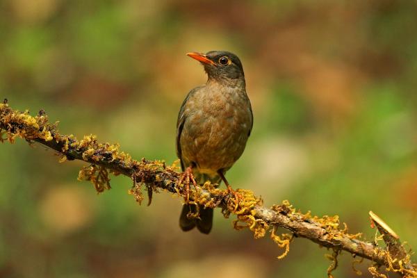 Tipos de mirlos - Mirlo indio (Turdus simillimus)