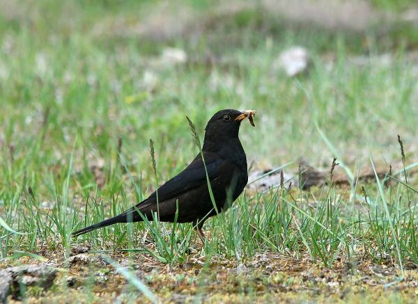 Tipos de mirlos - Mirlo tibetano (Turdus maximus)