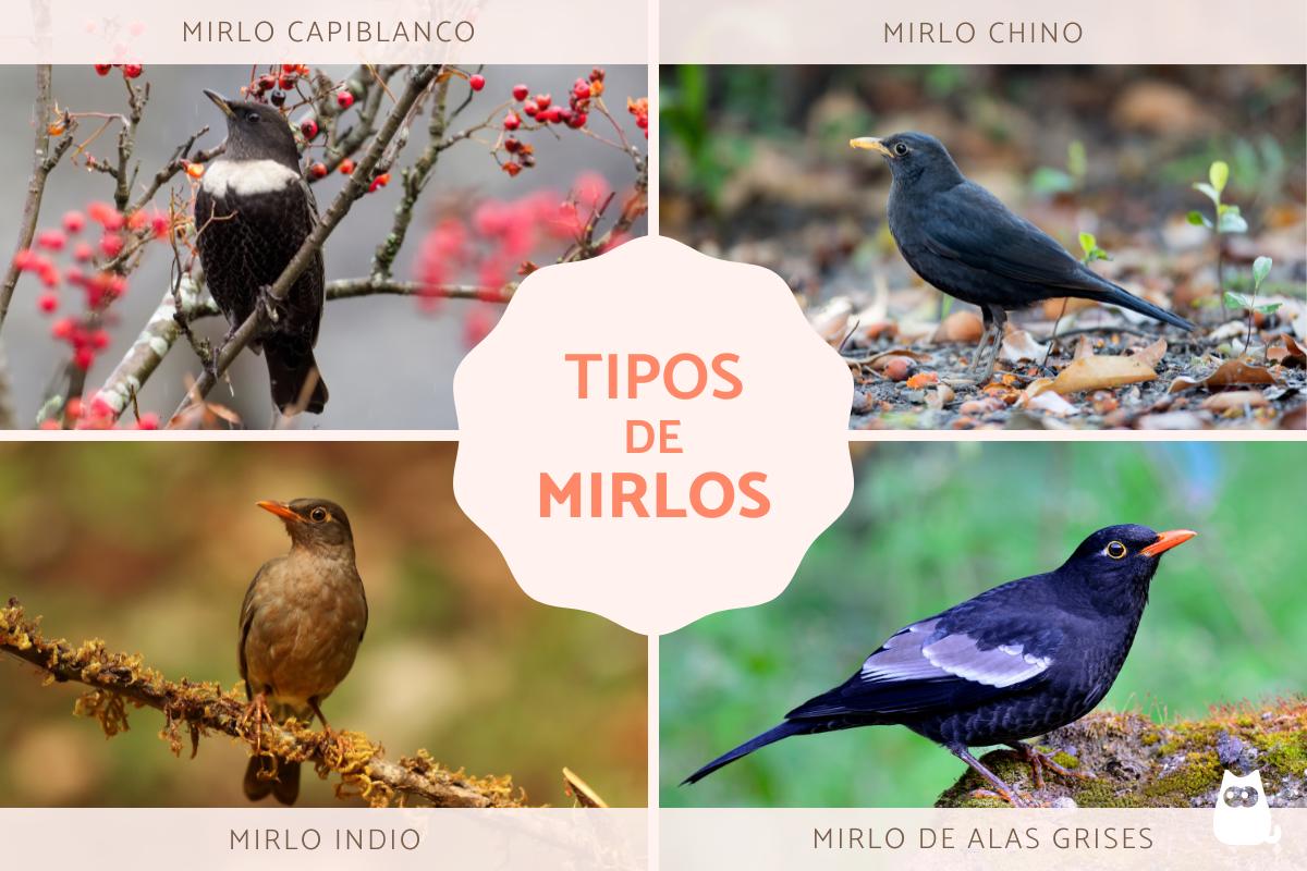 Tipos de mirlos