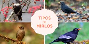 Tipos de mirlos