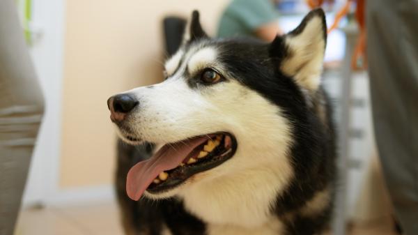 La UE endurece las normas sobre las mascotas: a partir de 2028 será obligatorio que perros y gatos lleven un microchip con el código del país de origen - Europa exige incluir el código del país de origen en los microchips para combatir el tráfico de animales