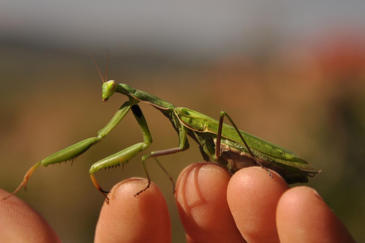 ¿La mantis religiosa es venenosa?