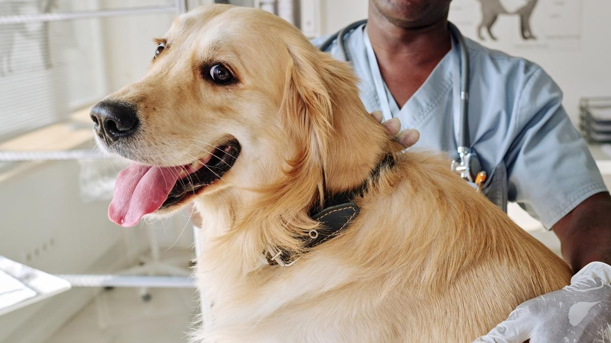 La UE endurece las normas sobre las mascotas: a partir de 2028 será obligatorio que perros y gatos lleven un microchip con el código del país de origen