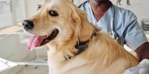 La UE endurece las normas sobre las mascotas: a partir de 2028 será obligatorio que perros y gatos lleven un microchip con el código del país de origen