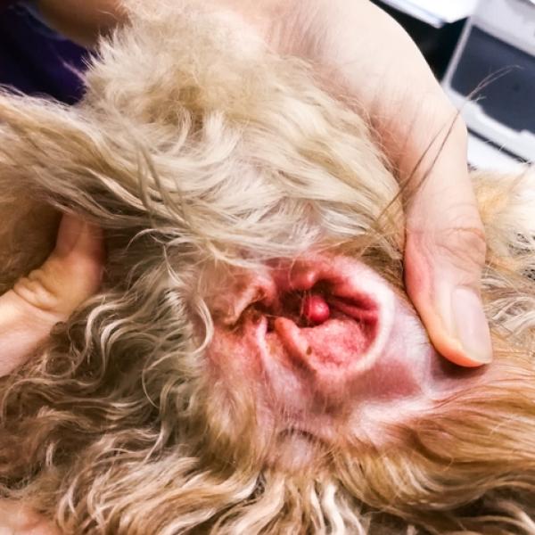 la oreja de un perro puede volver a crecer