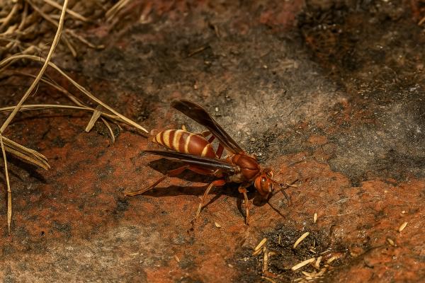 Tipos de avispas en México - 10. Avispa papelera común (Polistes mexicanus)