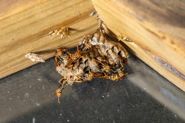 Tipos de avispas en México - 3. Avispa alfarera mexicana (Mischocyttarus mexicanus)