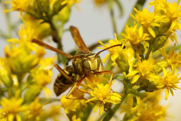 Tipos de avispas en México - 4. Avispa chaqueta amarilla (Vespula pensylvanica)