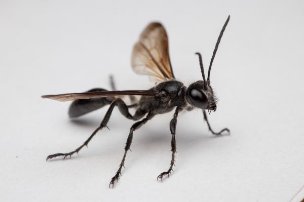 Tipos de avispas en México - 7. Avispa de hojas mexicana (Isodontia mexicana)