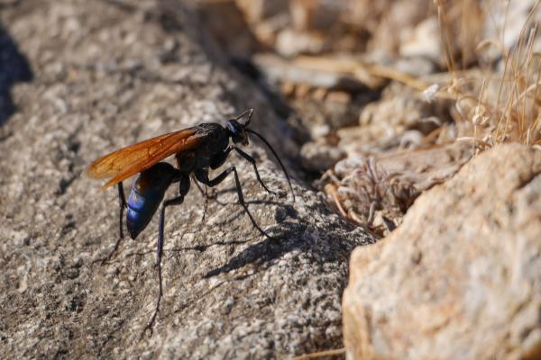 Tipos de avispas en México - 9. Avispa tarántula (Pepsis formosa)