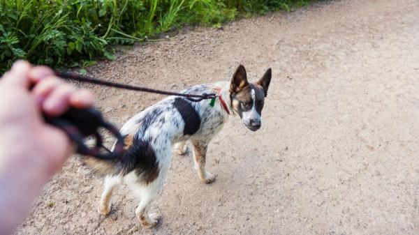 Manuel, adiestrador canino: “Cuando paseas con la correa tensa o dando tirones, tu perro entiende que hay algo peligroso y se pone en alerta” - Las señales que indican que un perro está tenso y a punto de reaccionar