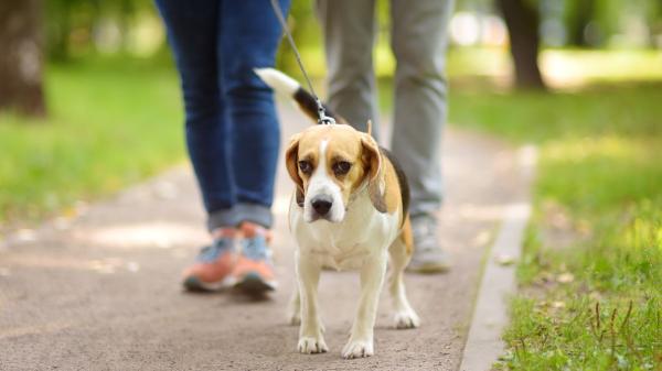 Manuel, adiestrador canino: “Cuando paseas con la correa tensa o dando tirones, tu perro entiende que hay algo peligroso y se pone en alerta”