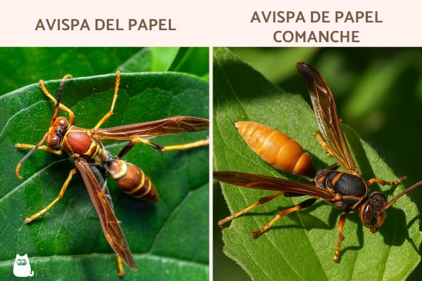 Tipos de avispas en México - Otros tipos de avispas en México